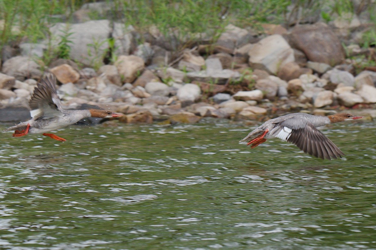 Gänsesäger - ML353258791