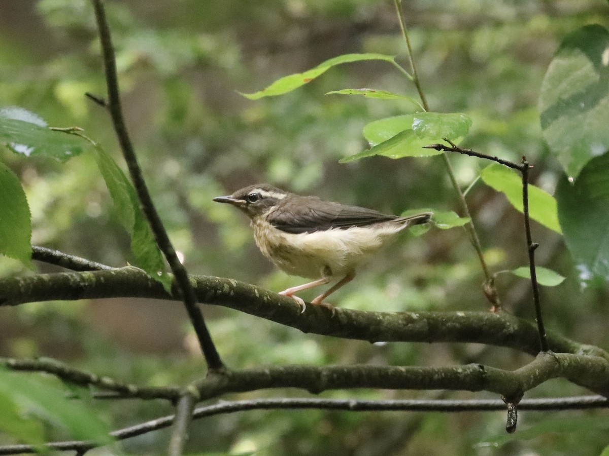 Louisiana Waterthrush - Ryan Andrew