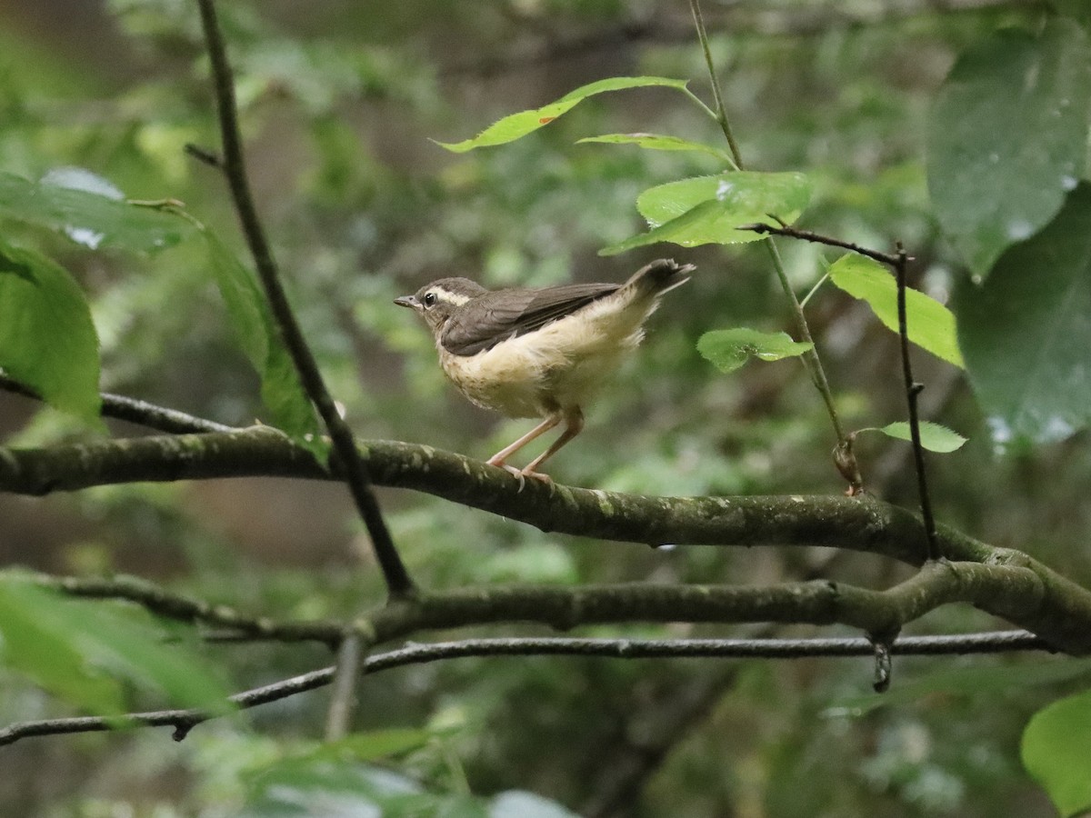 Louisiana Waterthrush - Ryan Andrew