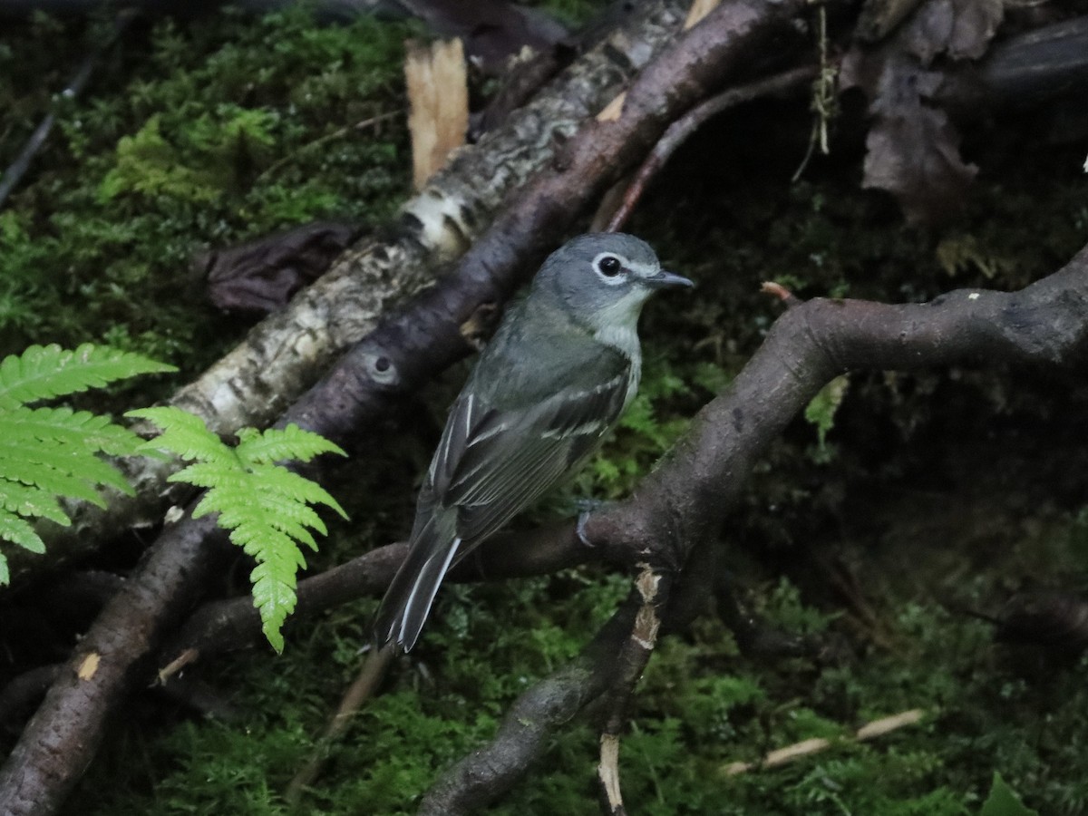 Vireo Solitario - ML353259301