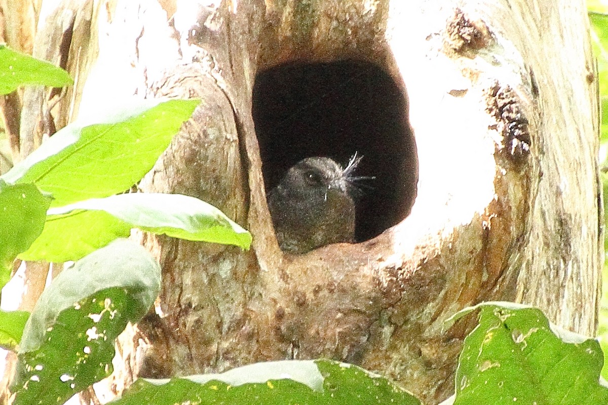 Barred Owlet-nightjar (Barred) - ML353260251