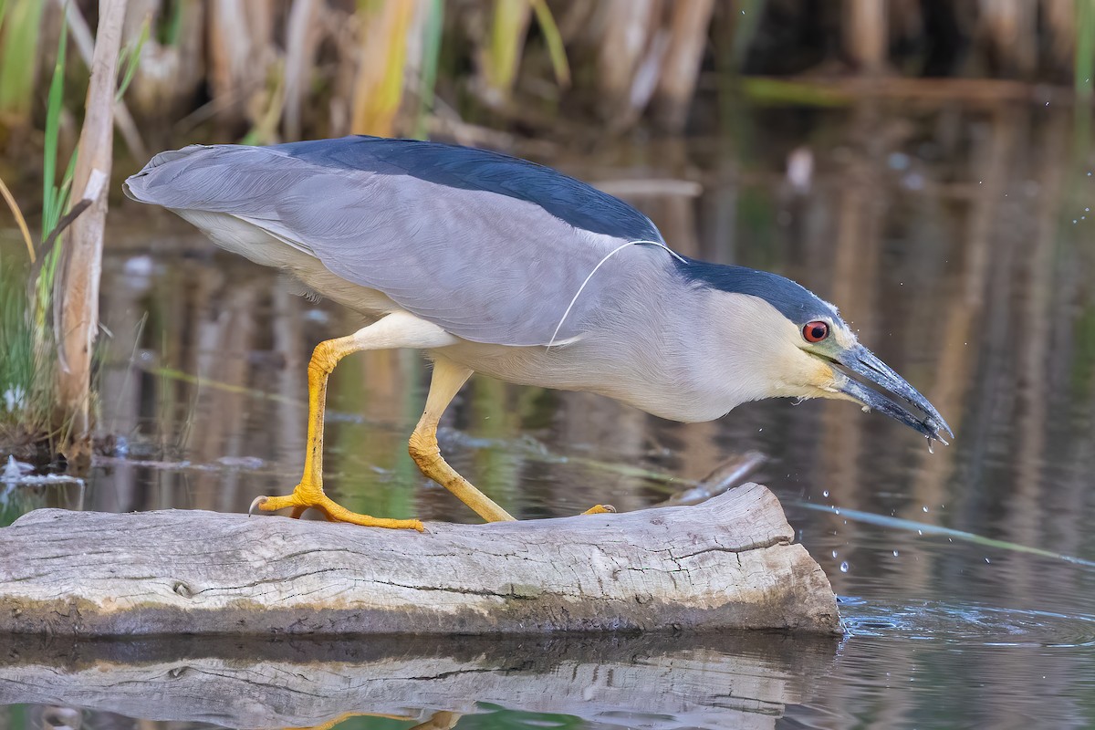 Black-crowned Night Heron - Colin Beattie