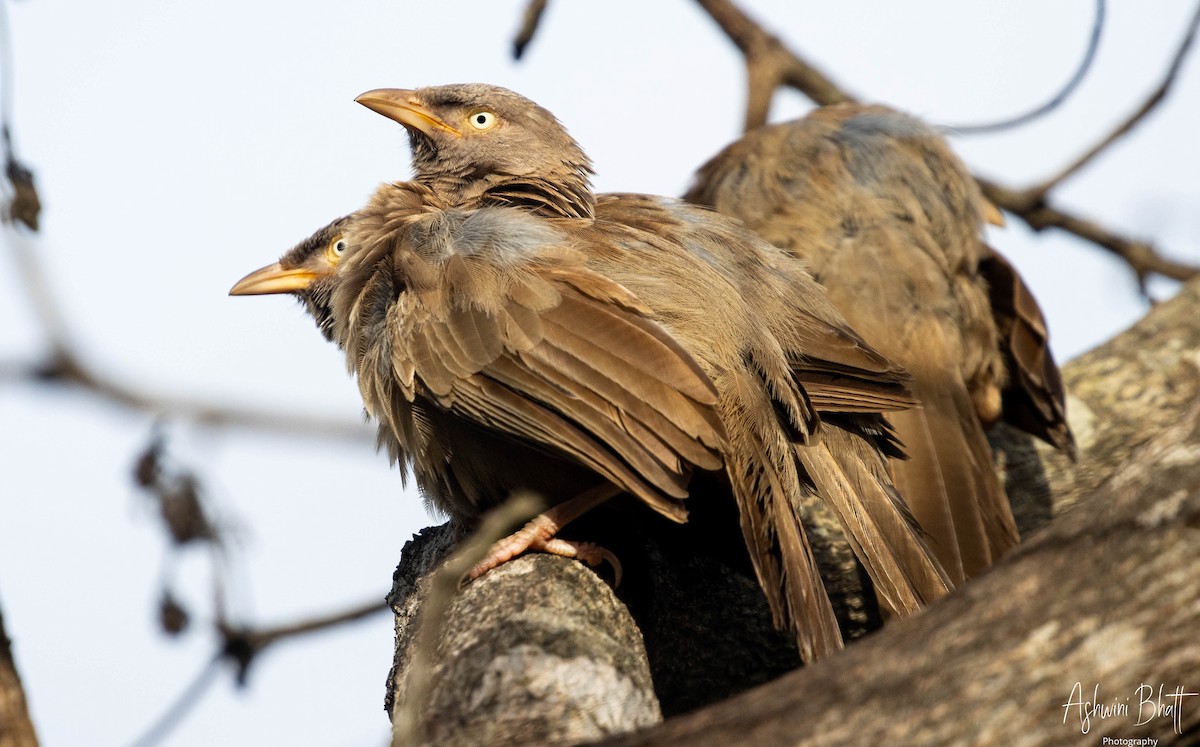 Jungle Babbler - Ashwini Bhatt