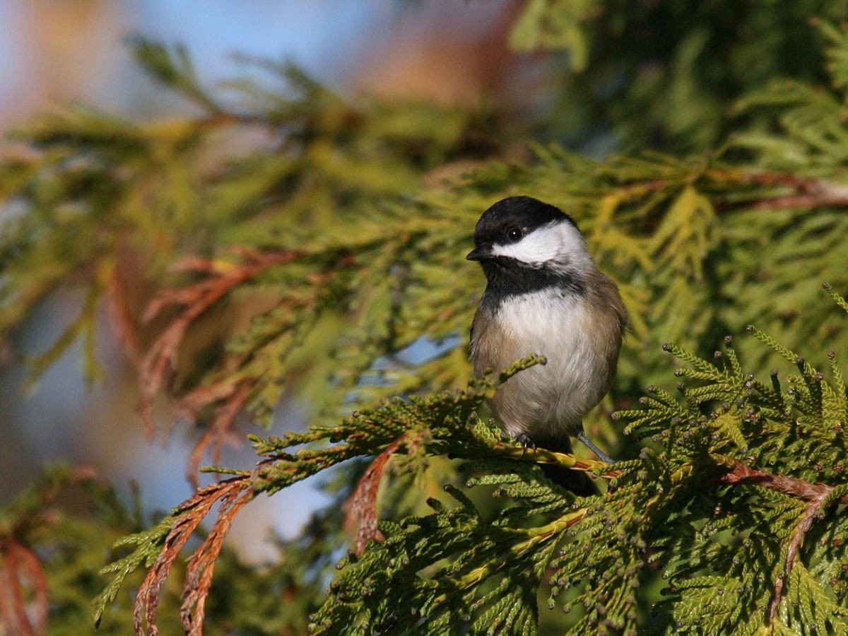 Black-capped Chickadee - ML35326521