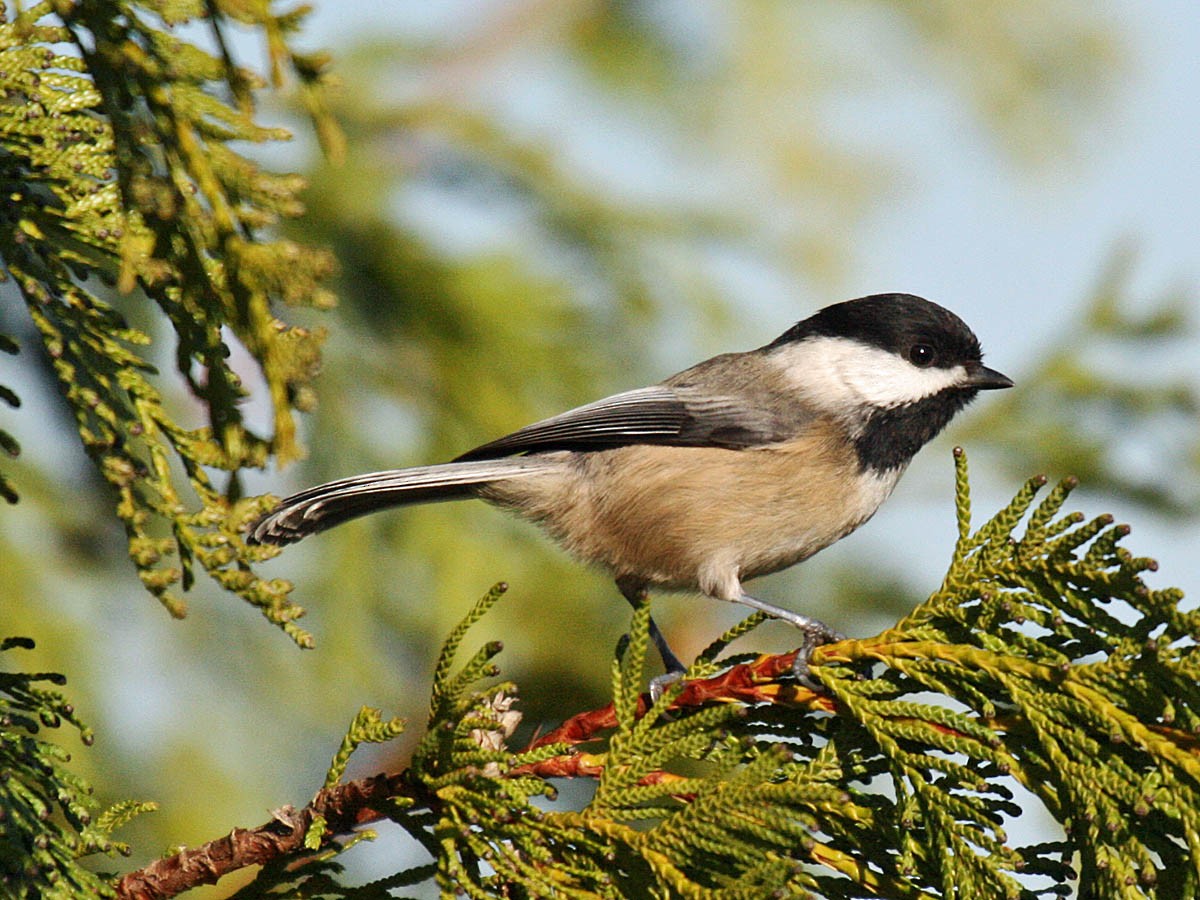 Black-capped Chickadee - ML35326531