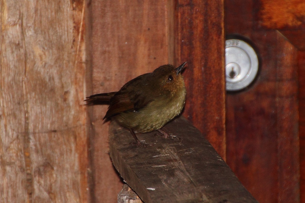 Mountain Mouse-Warbler - ML353266131