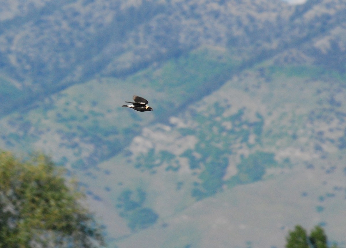 Bobolink - ML35326811