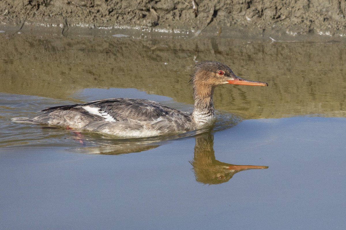 Red-breasted Merganser - marlin harms