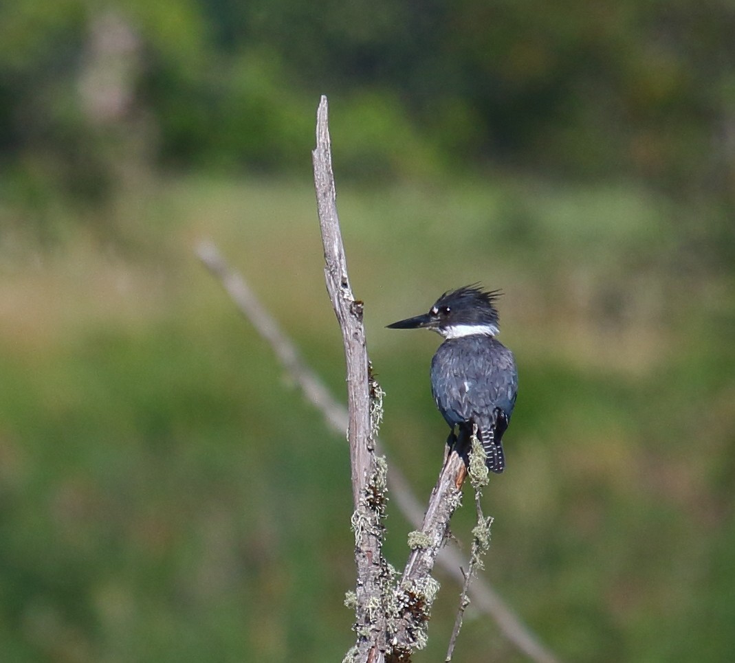 Belted Kingfisher - Greg Gillson