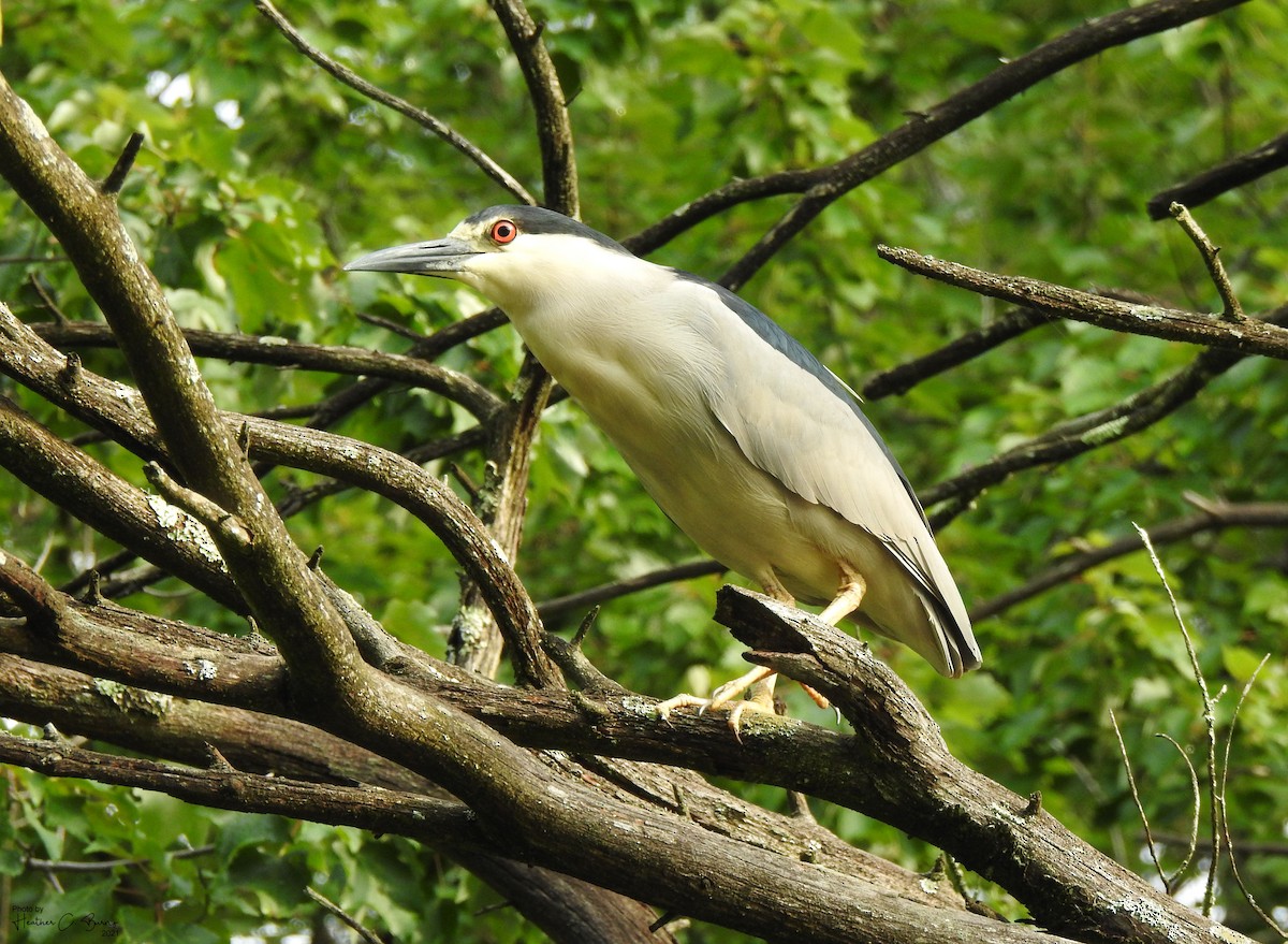 Black-crowned Night Heron - ML353269551