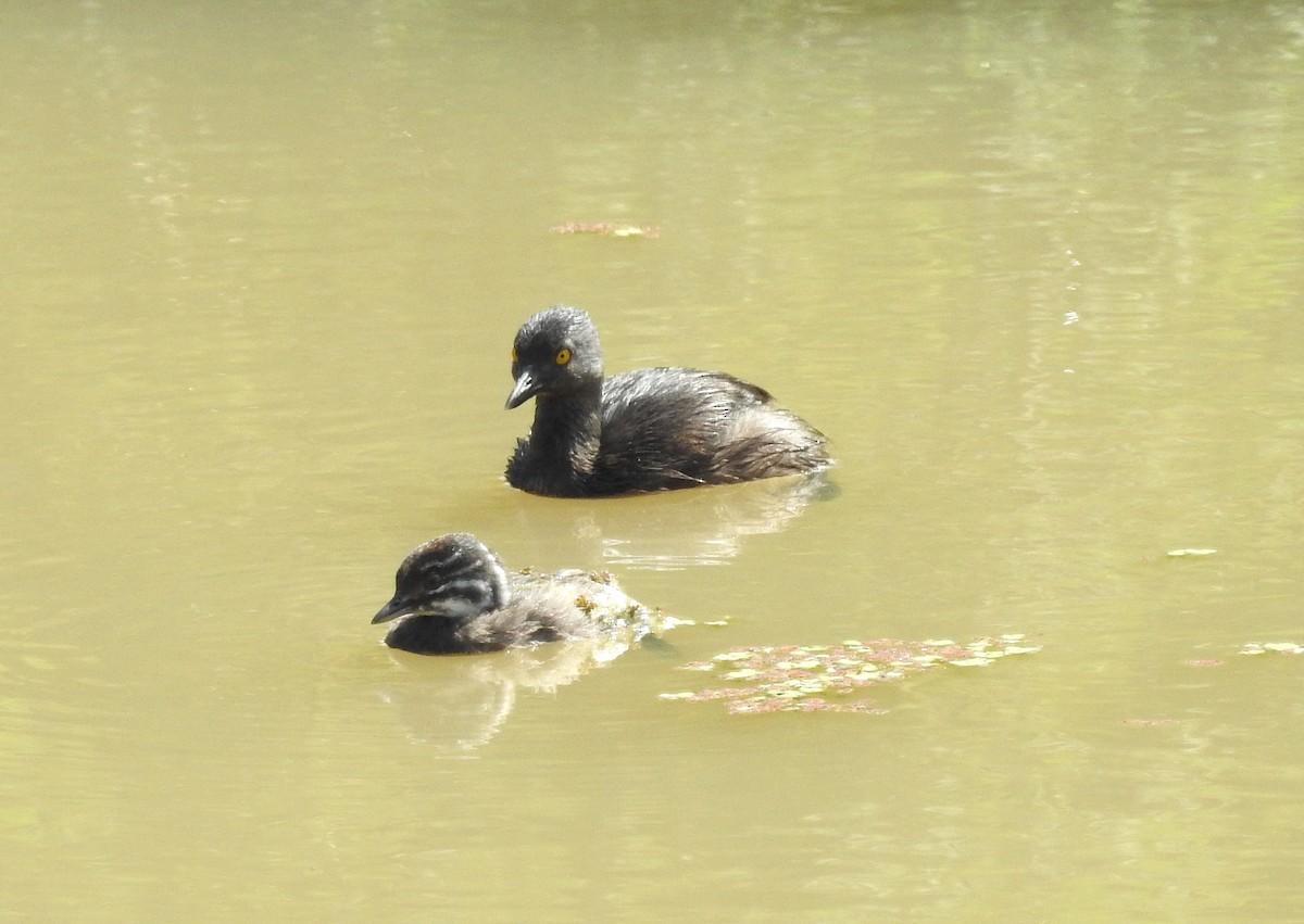 Least Grebe - ML353270011