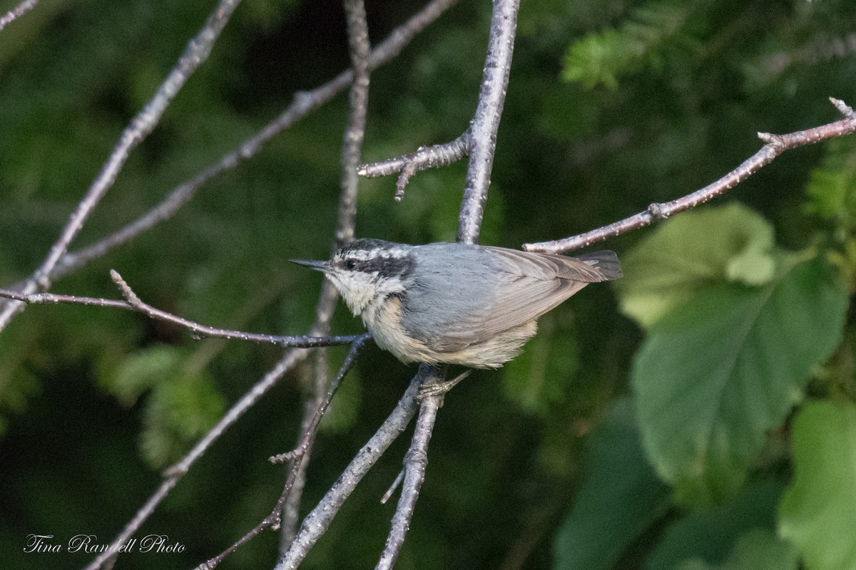 Red-breasted Nuthatch - ML353270731