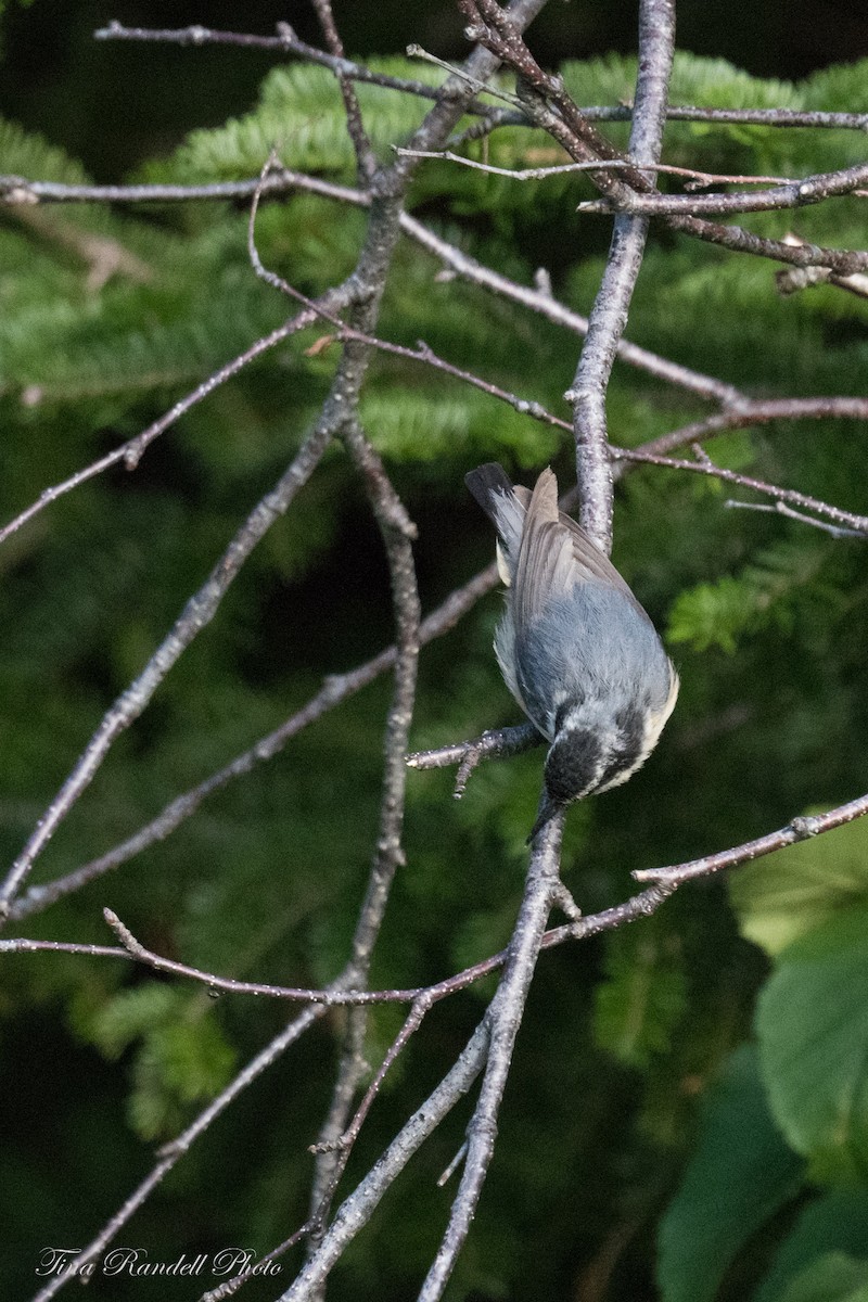 Red-breasted Nuthatch - ML353270741