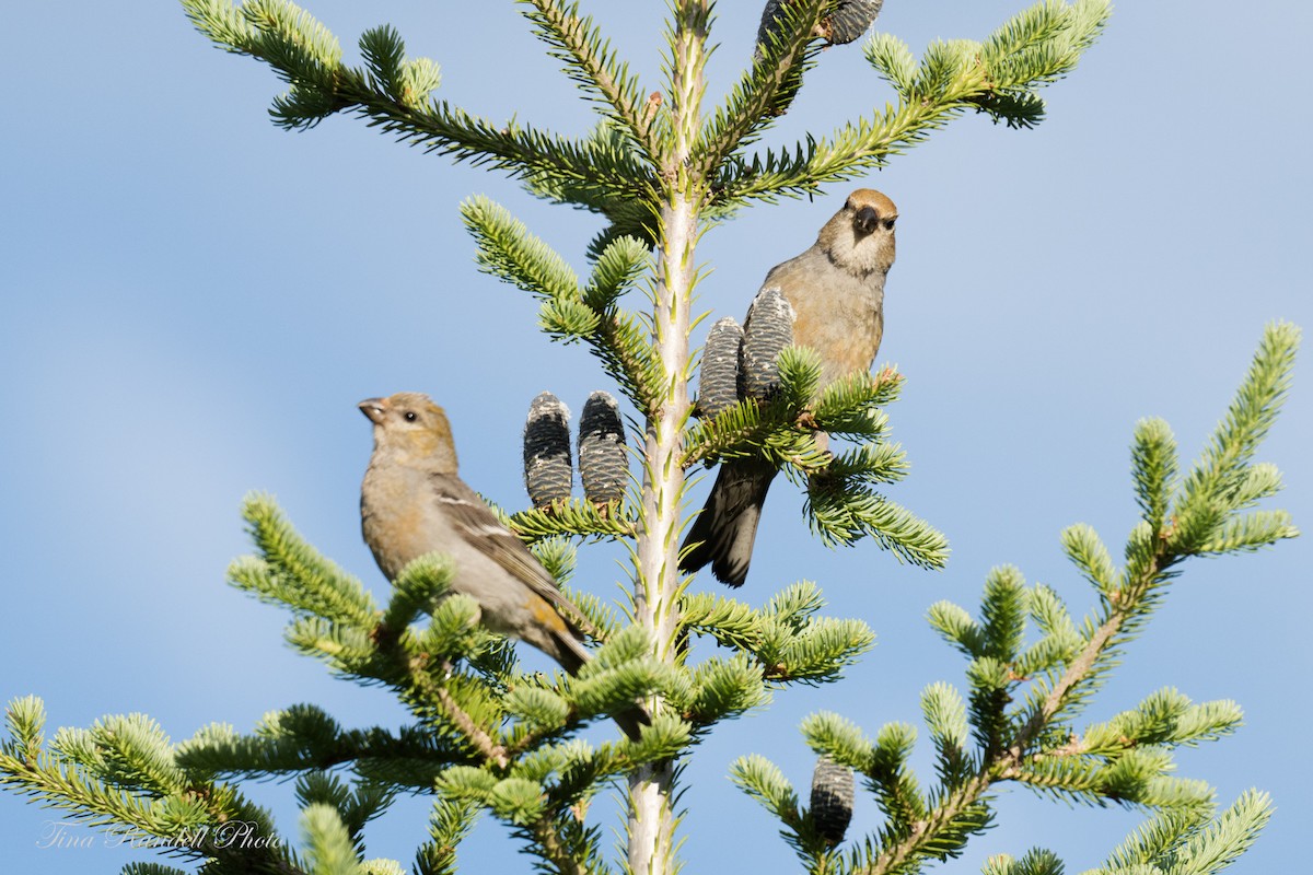 Pine Grosbeak - ML353270771