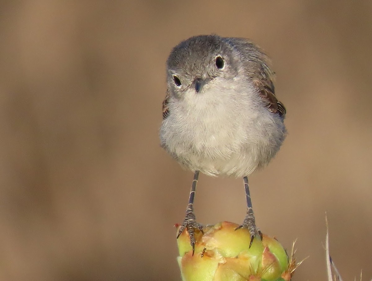 California Gnatcatcher - ML353271951