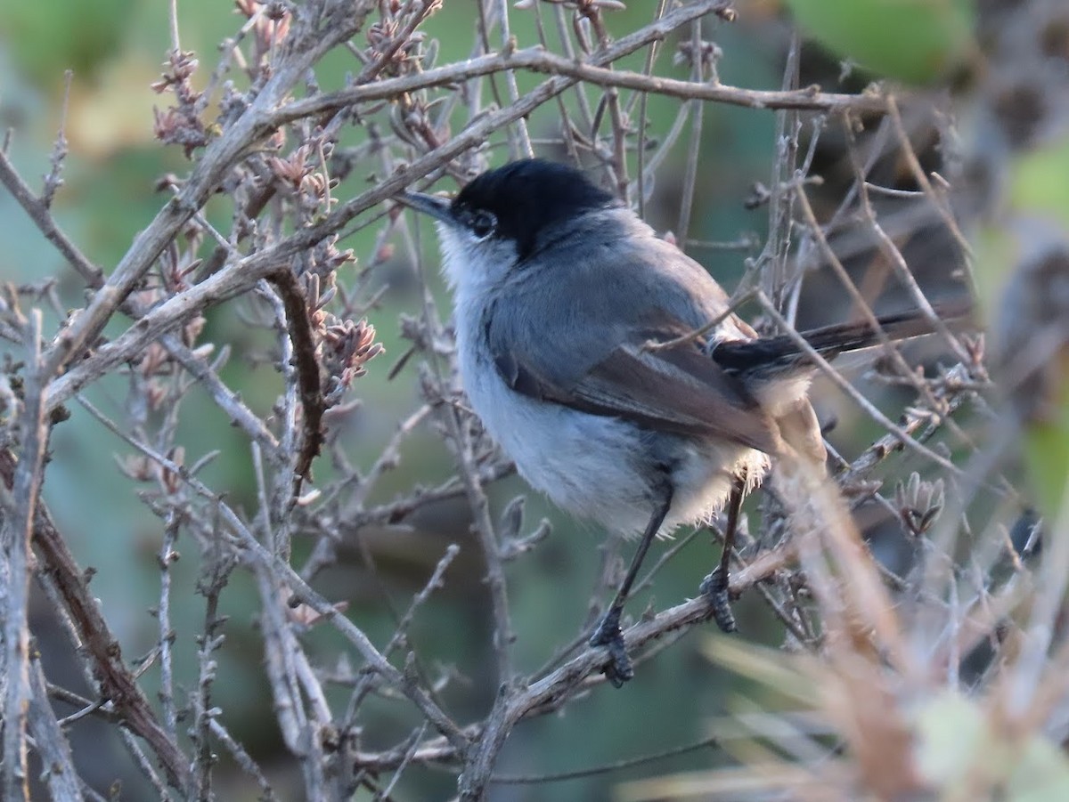 California Gnatcatcher - Long-eared Owl