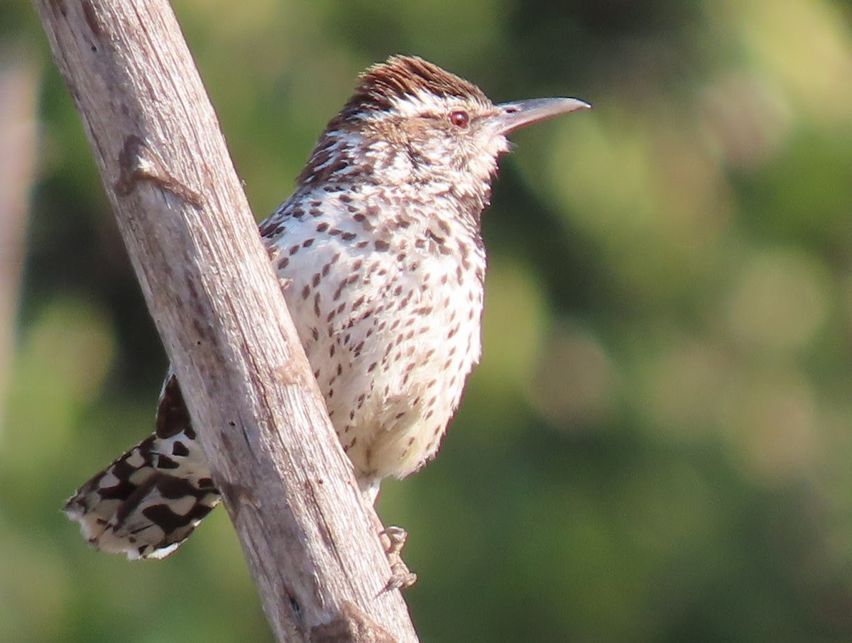 Cactus Wren - ML353272481