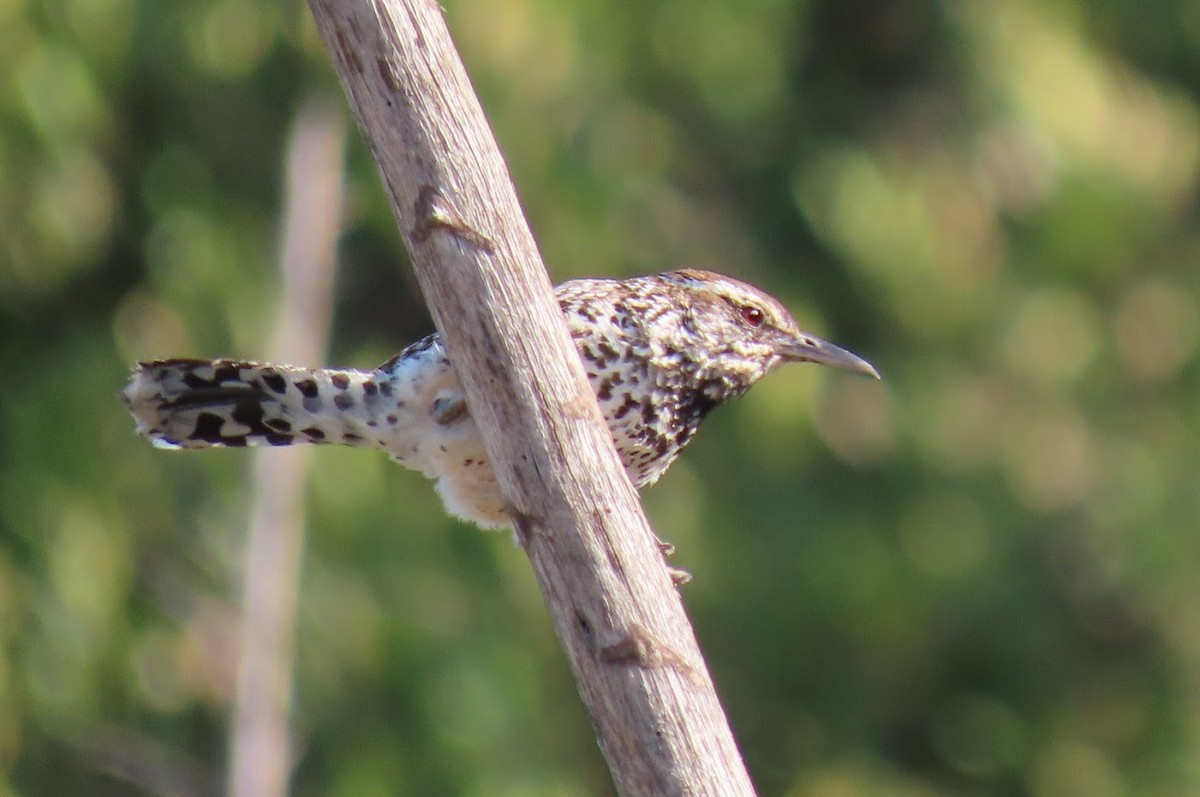 Cactus Wren - ML353272491