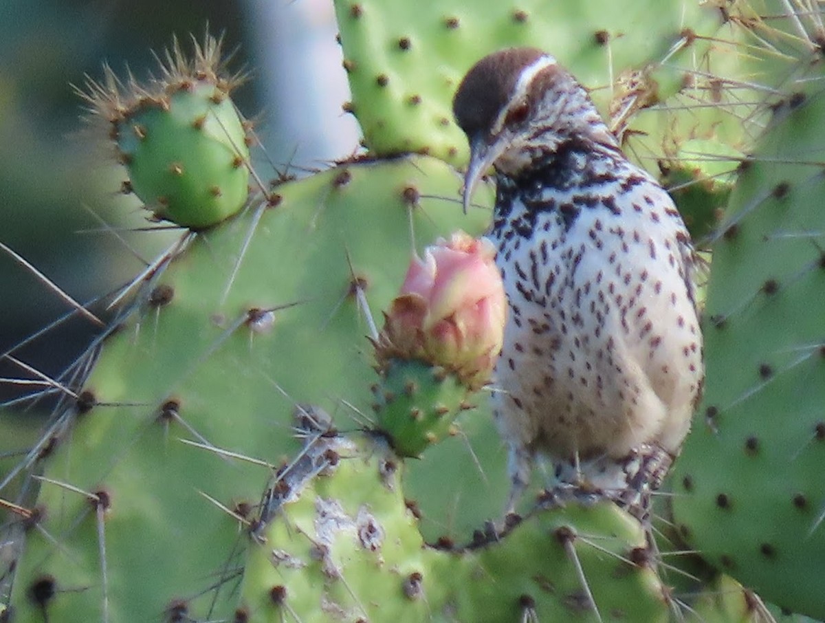 Cactus Wren - Long-eared Owl