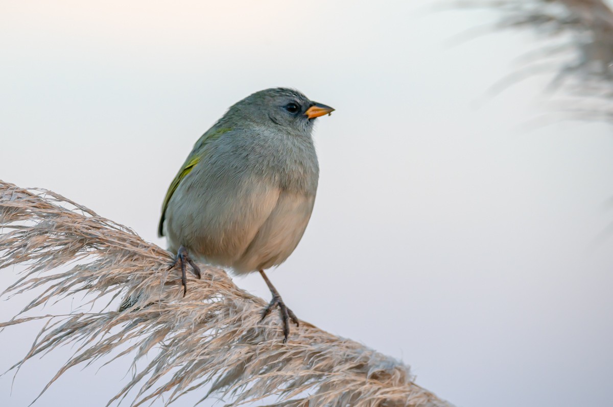 Great Pampa-Finch - Victor Hugo Michelini