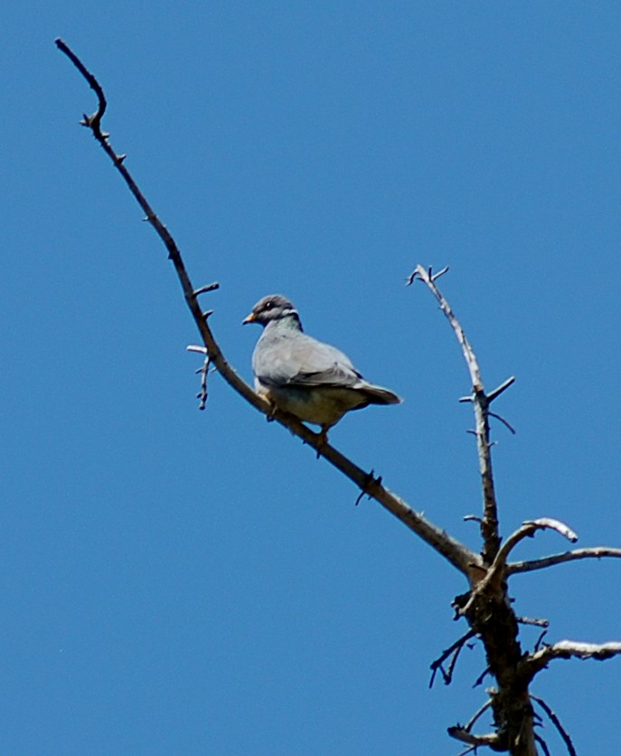 Band-tailed Pigeon - ML35327371