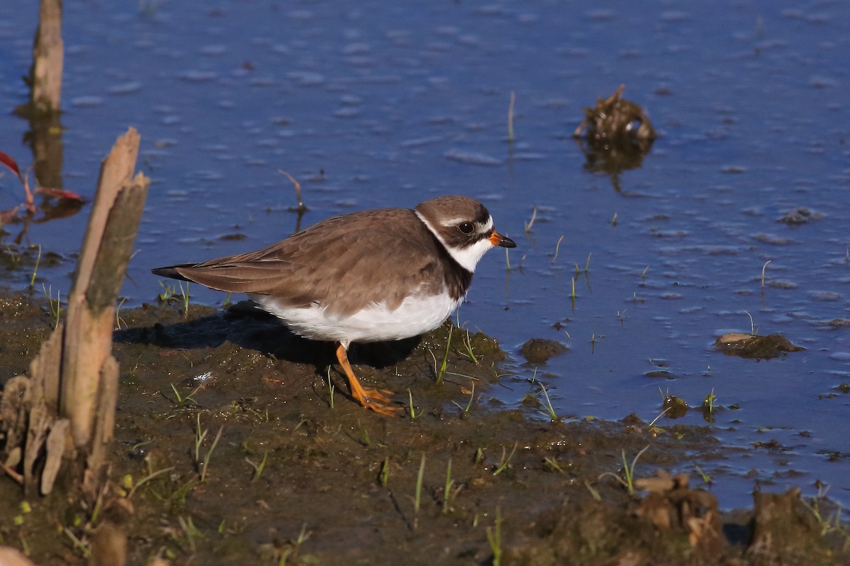 Semipalmated Plover - J. Marty Paige