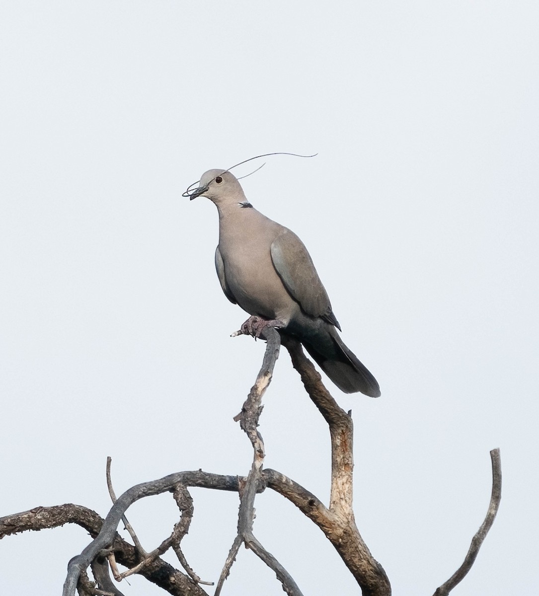 Eurasian Collared-Dove - Corry Clinton