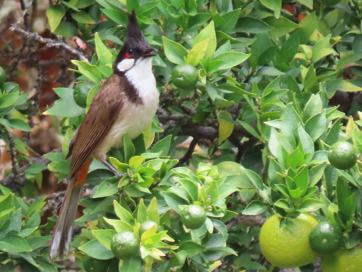 Red-whiskered Bulbul - ML353274591