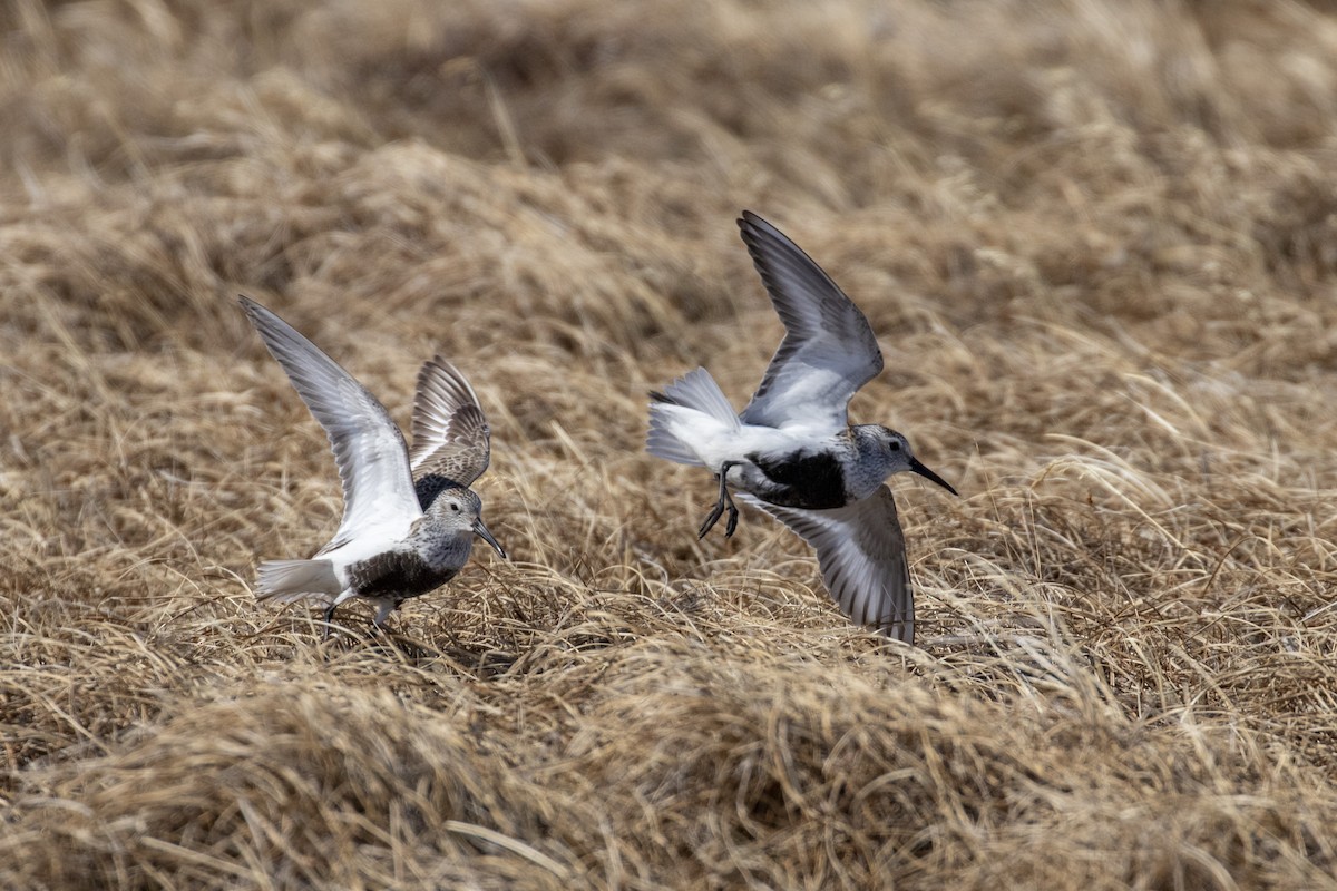 Dunlin - ML353275971