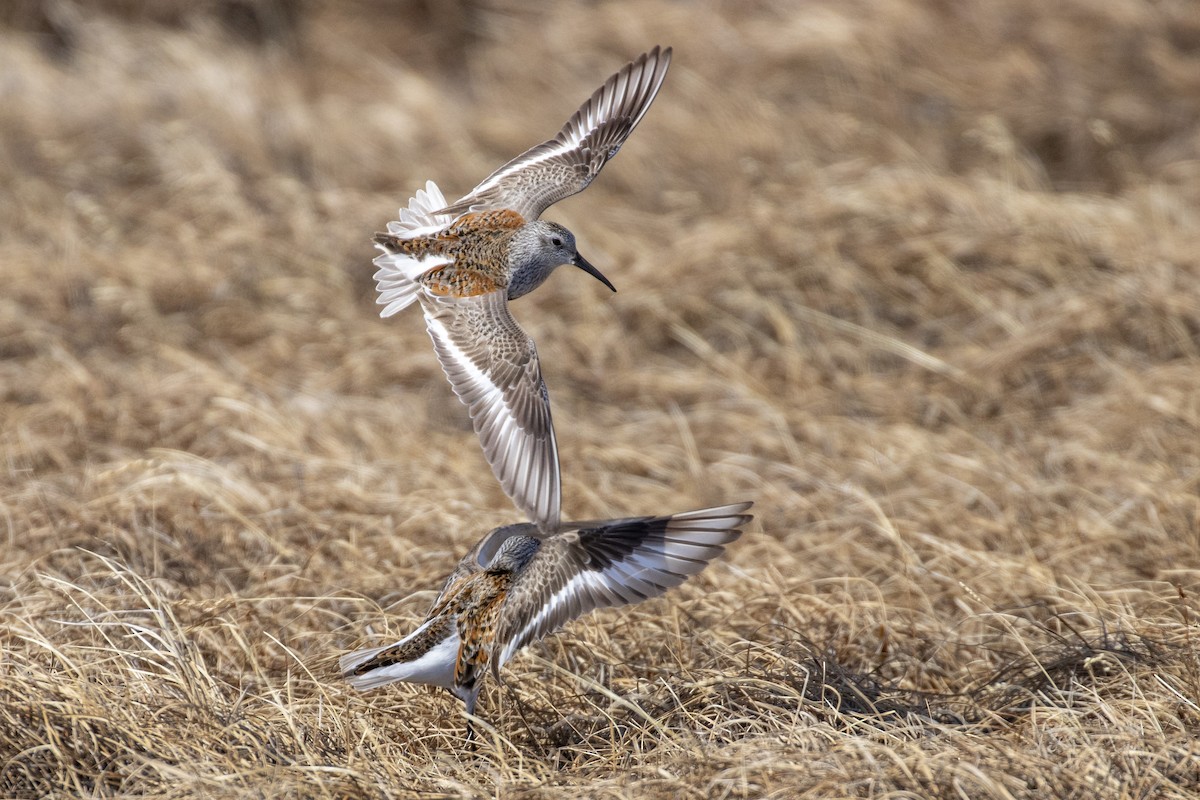 Dunlin - ML353275981