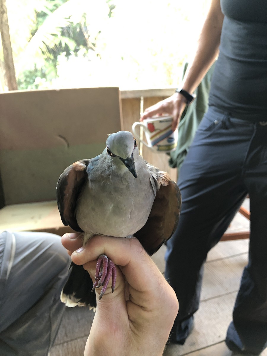 White-tipped Dove - ML353276351