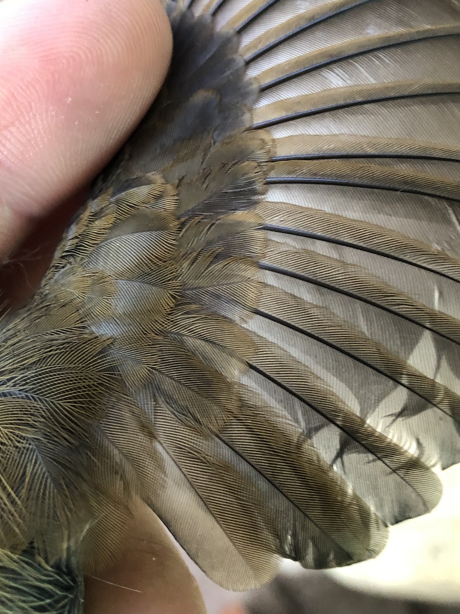 White-tipped Dove - ML353276361