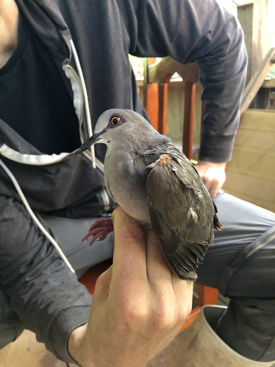 White-tipped Dove - ML353276371