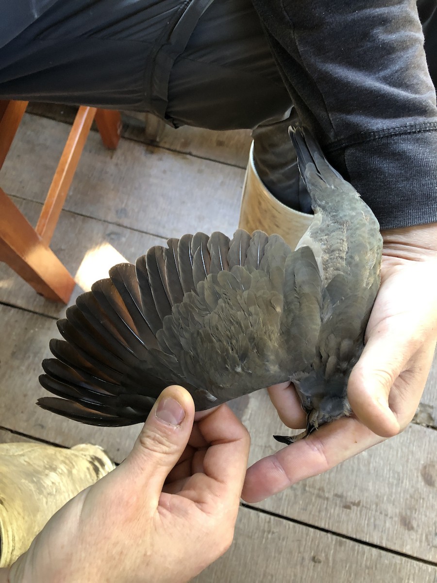 White-tipped Dove - ML353276431