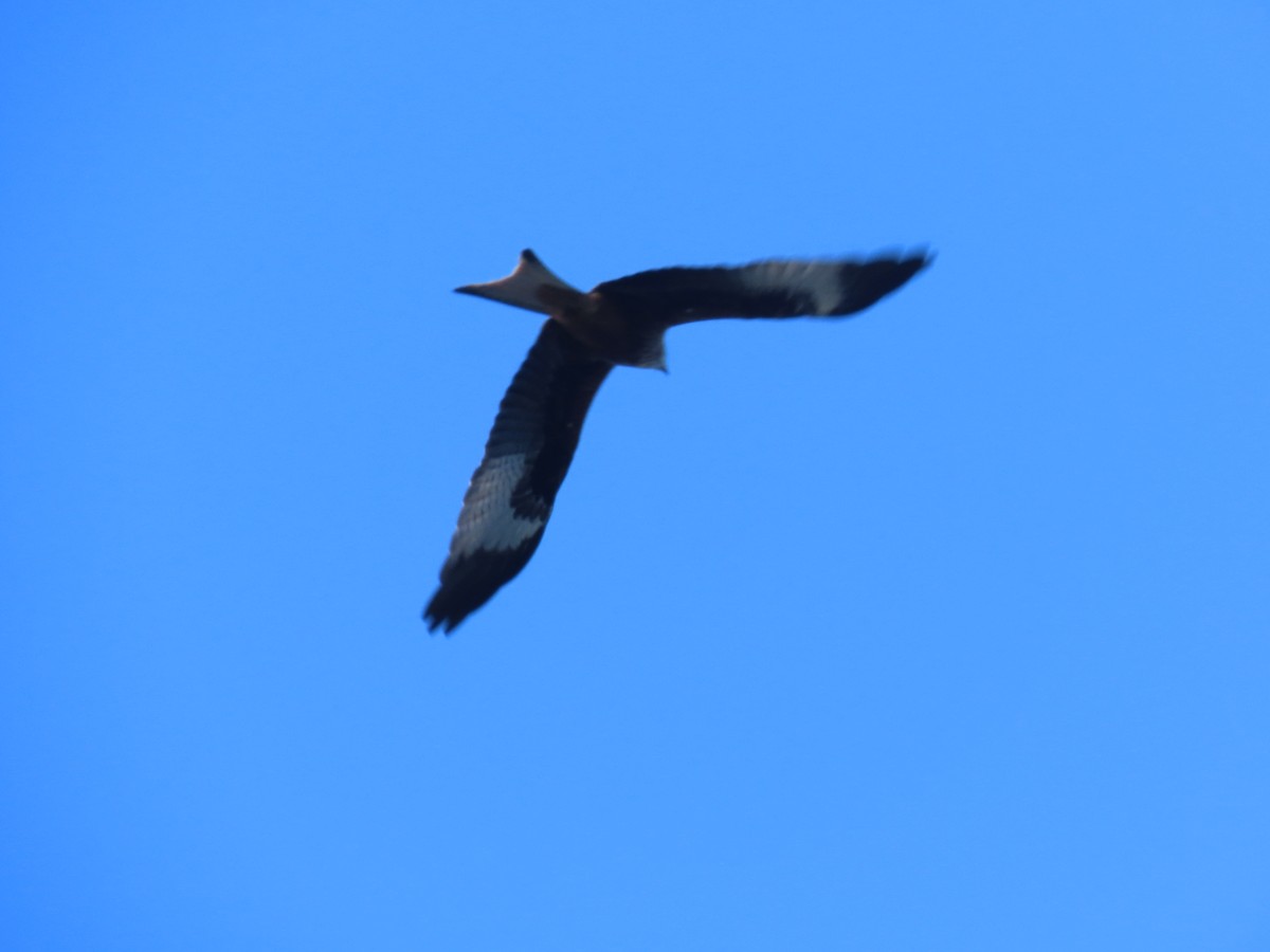Red Kite - ML353277201