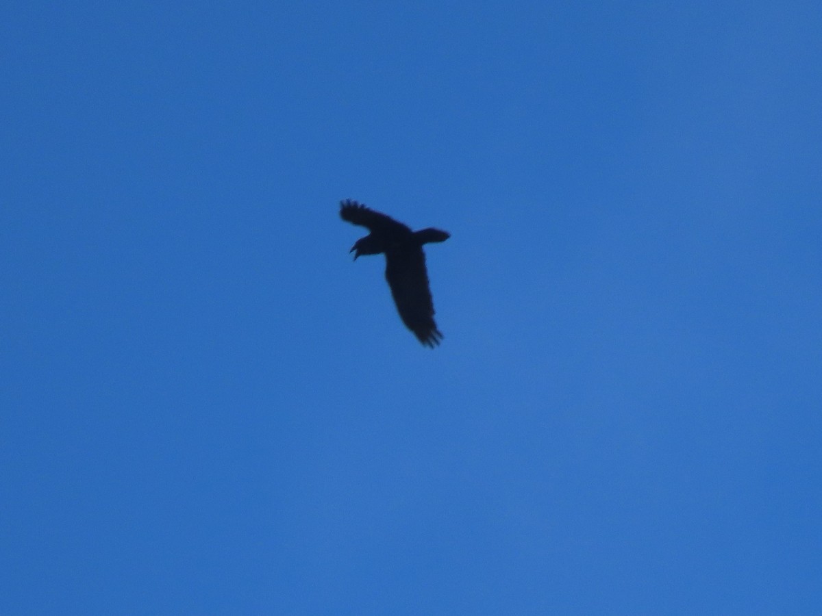 Common Raven - ML353277441