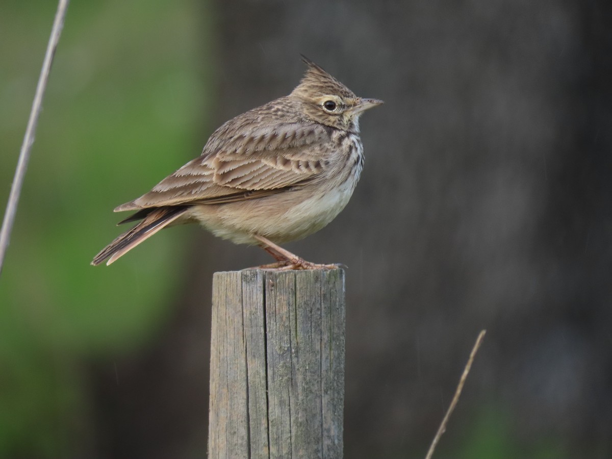 Thekla's Lark - ML353277591