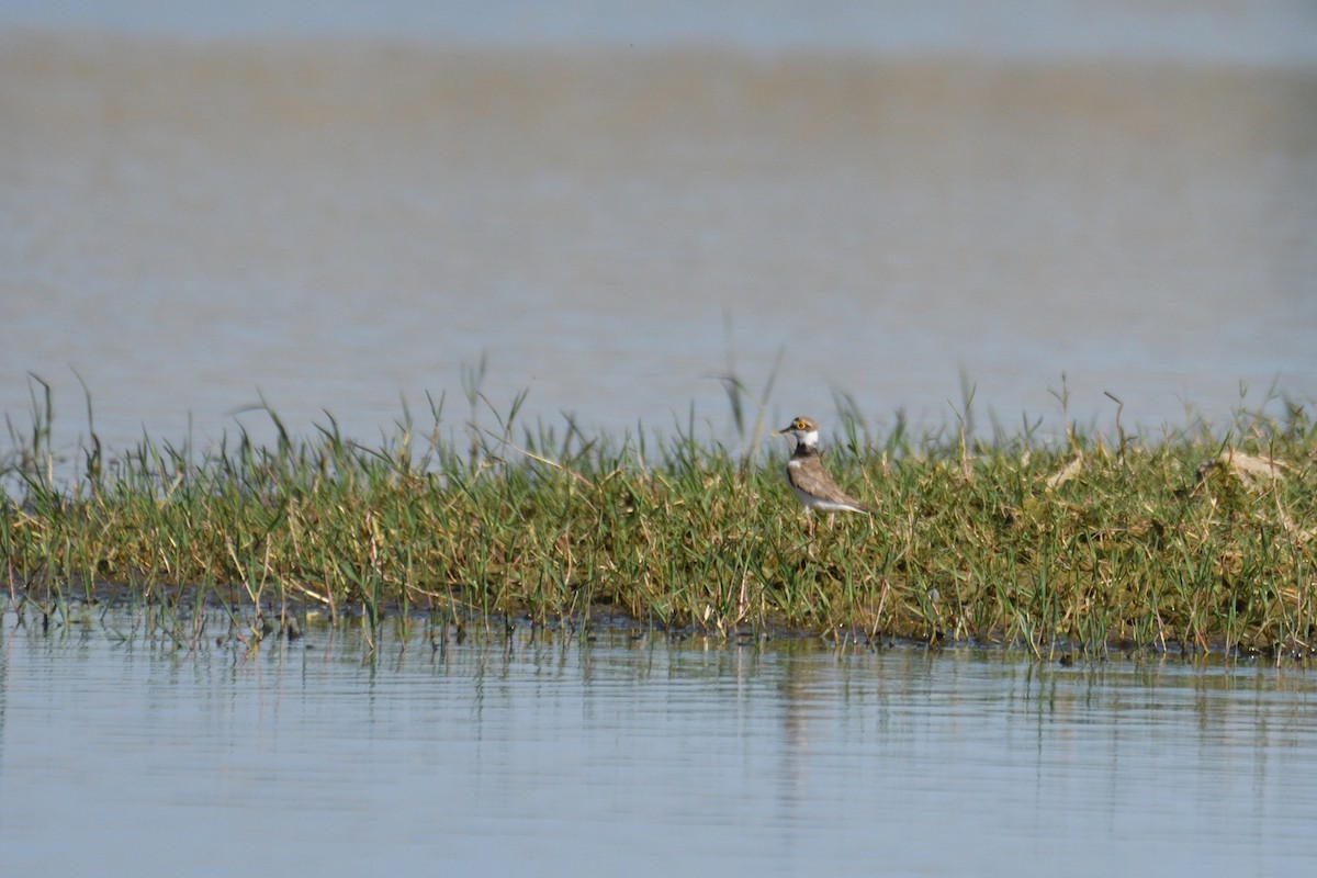 Little Ringed Plover - ML353279761