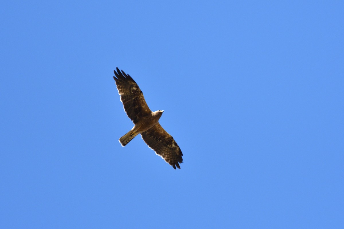 Booted Eagle - ML353280971