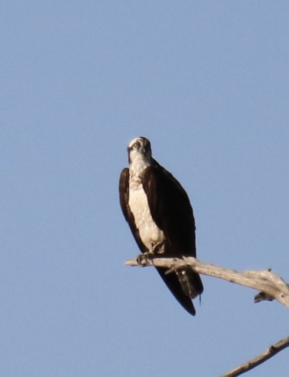 Osprey (carolinensis) - ML353282081