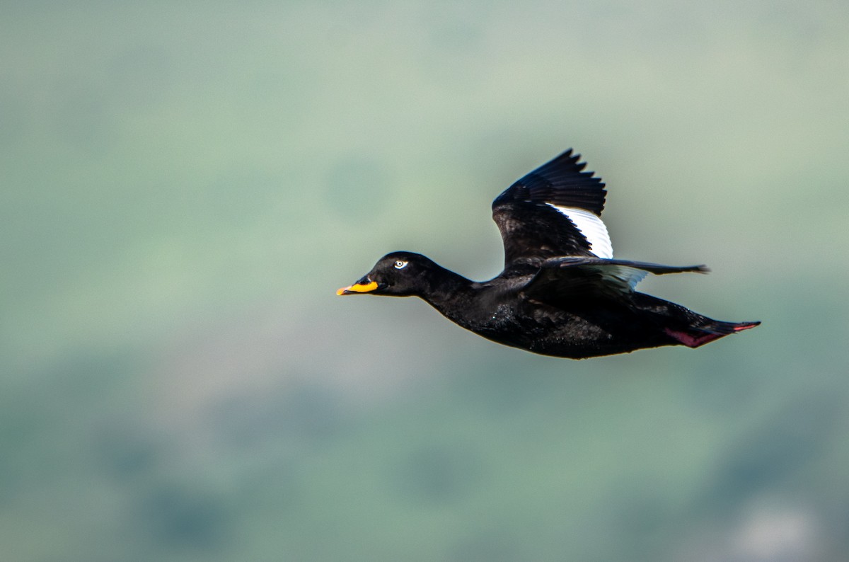 Velvet Scoter - Nika Budagashvili