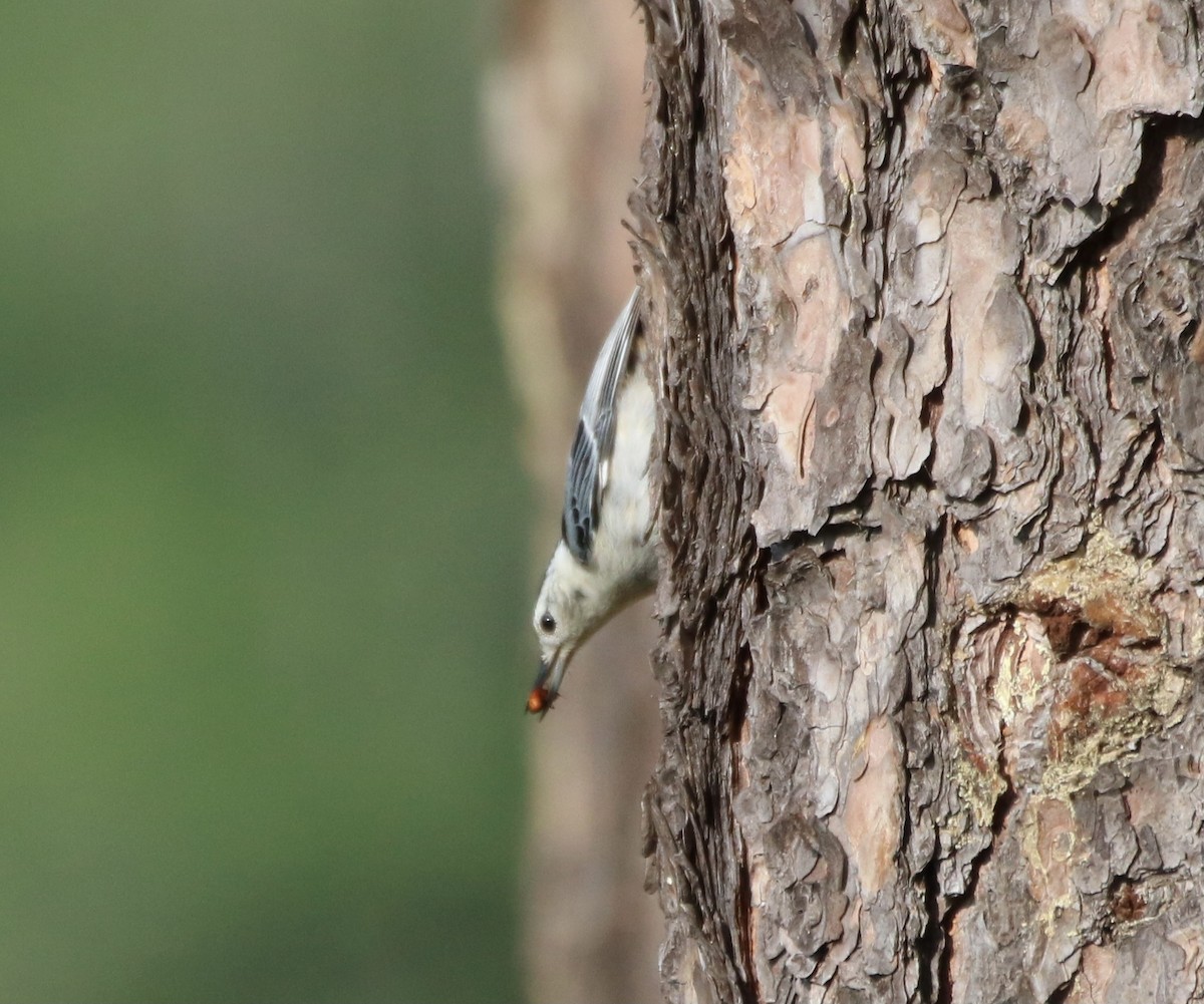 White-breasted Nuthatch (Eastern) - ML353282381