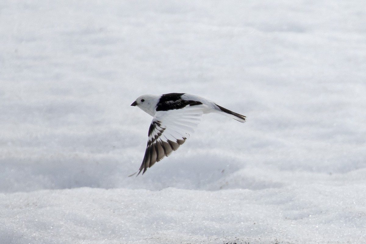 Snow Bunting - ML353282641