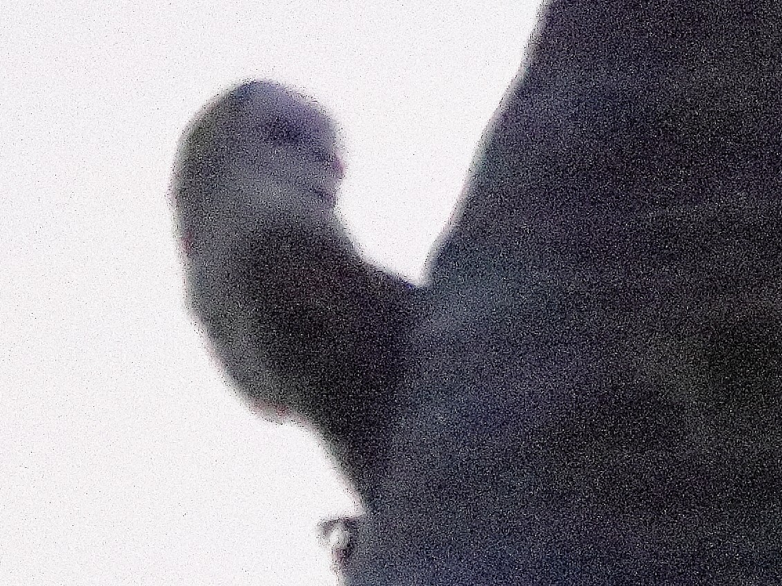 American Barn Owl - ML353282831