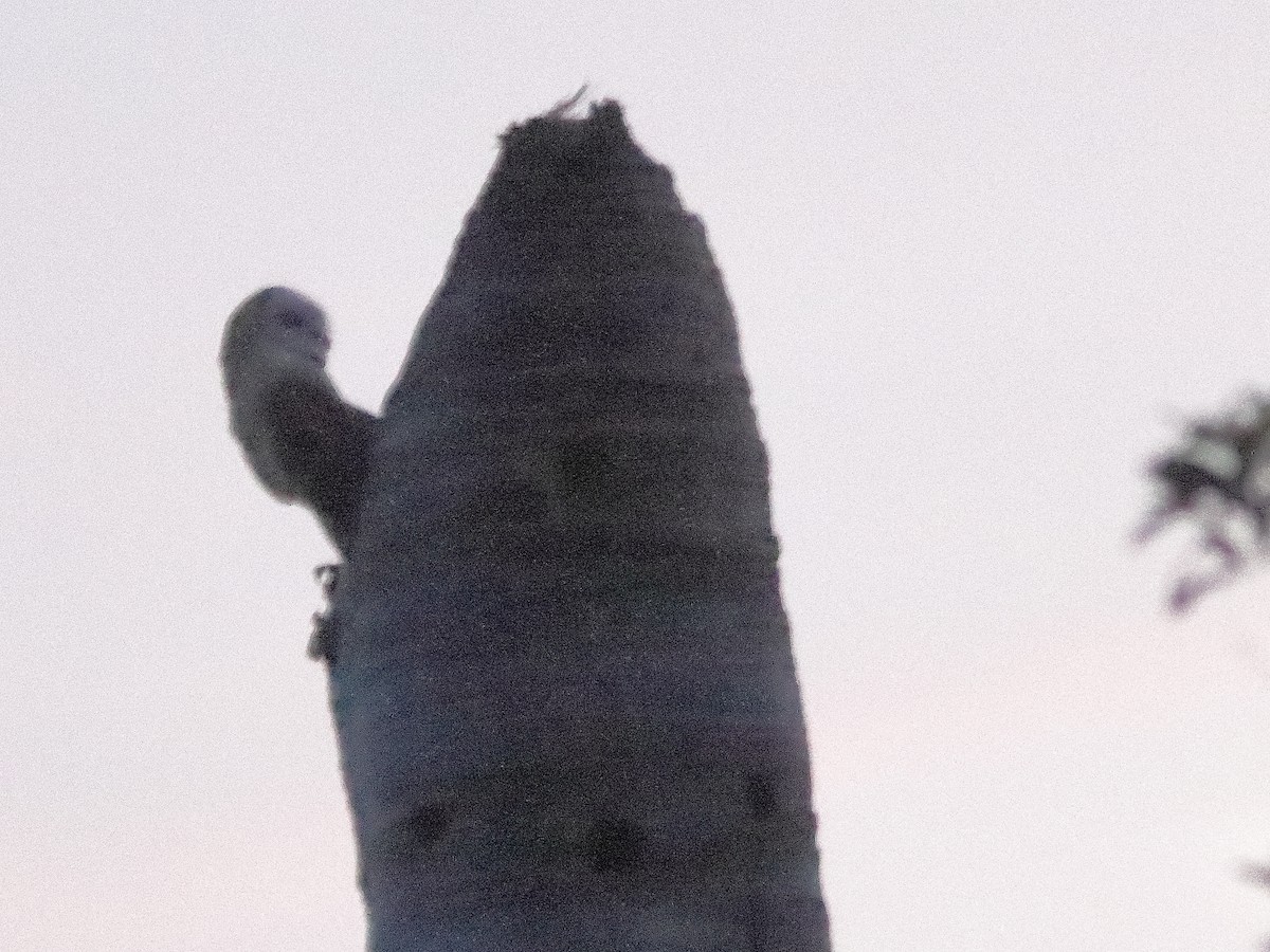 American Barn Owl - ML353283031