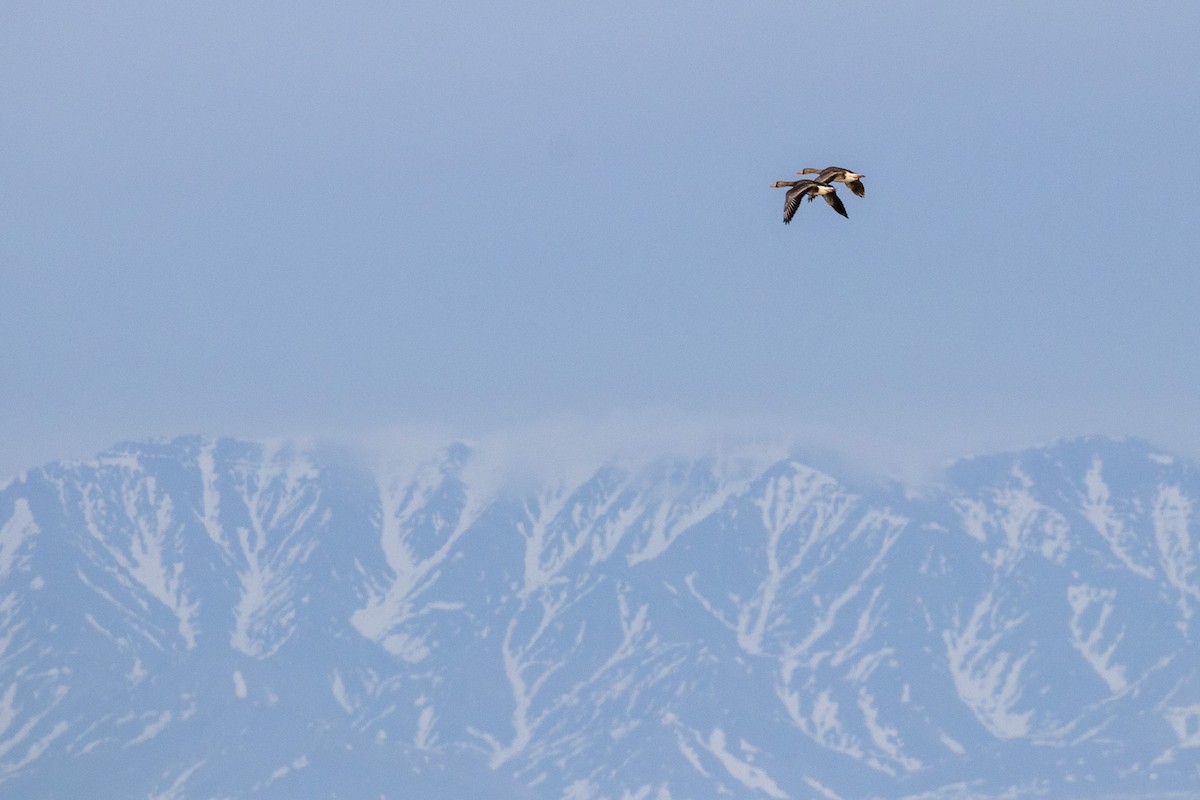 Greater White-fronted Goose - ML353283991