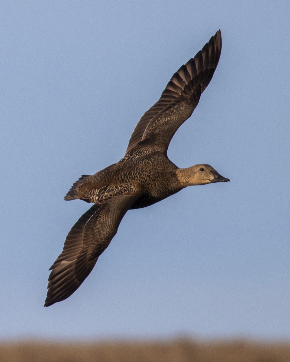 King Eider - ML353284061