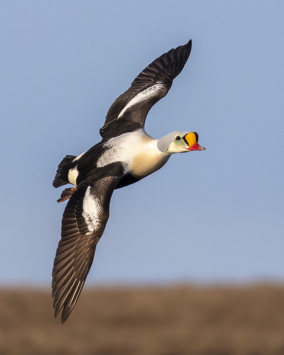 King Eider - ML353284071