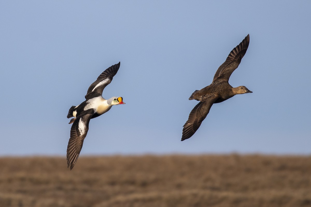 King Eider - ML353284101