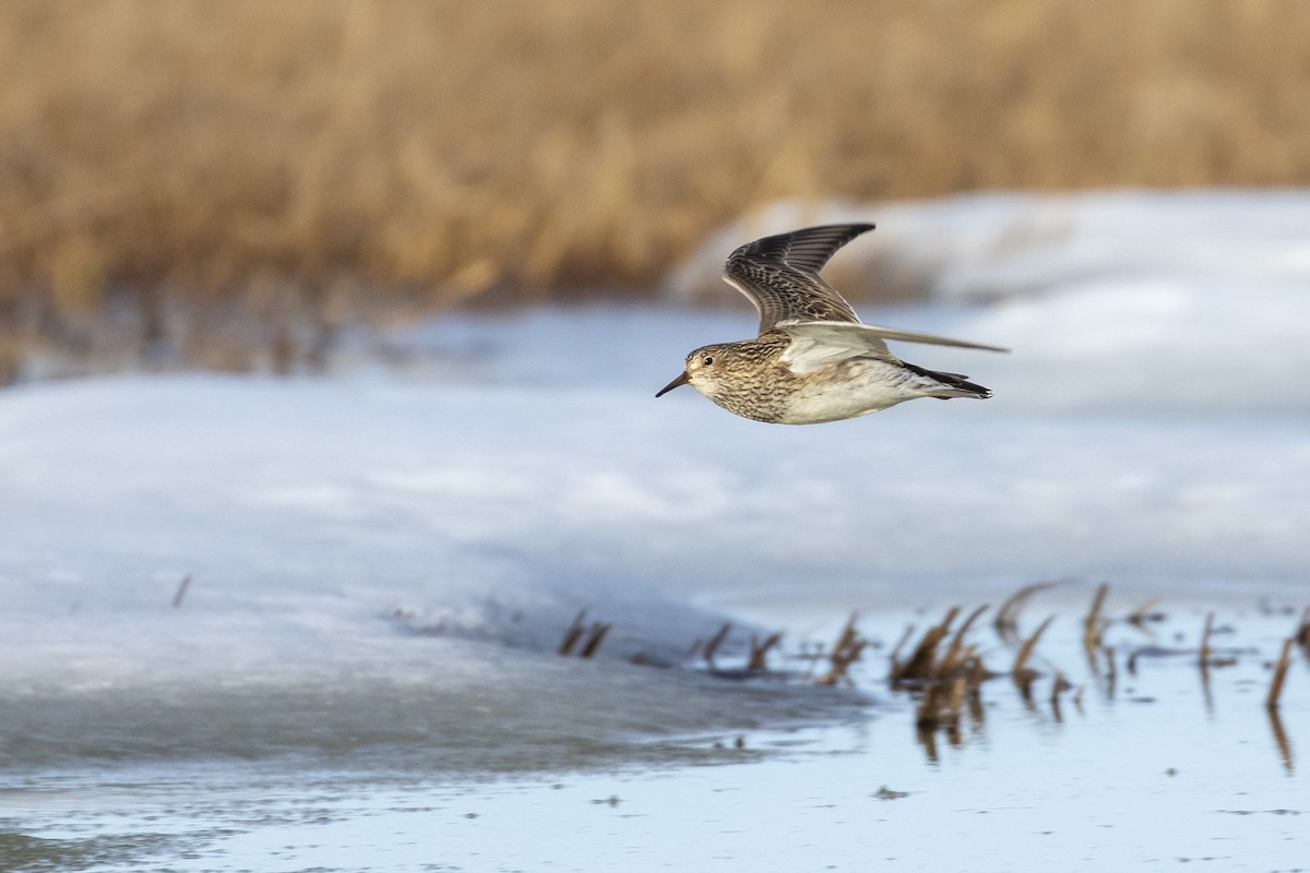 Pectoral Sandpiper - ML353284201